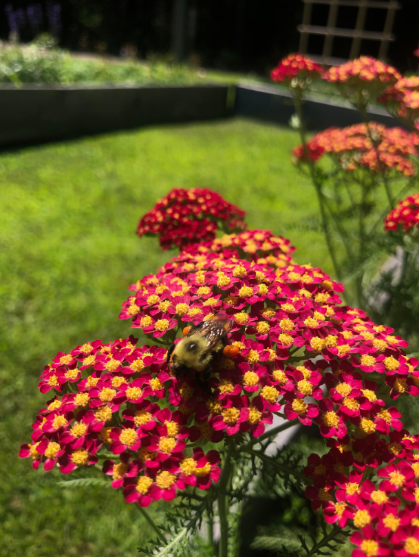 Stop and Smell the Milkweed: SJC’s new Pollinator Garden!