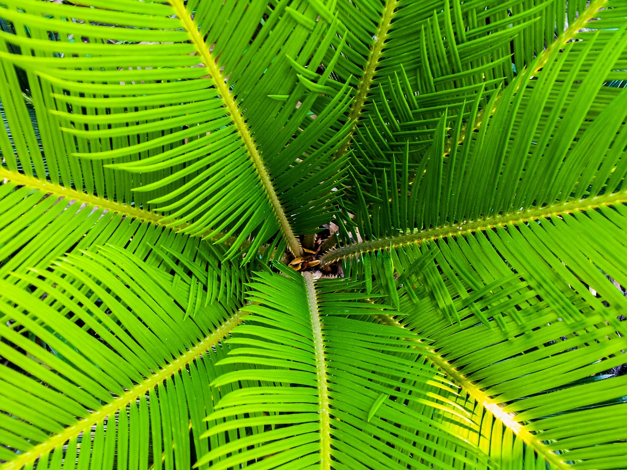 Palm